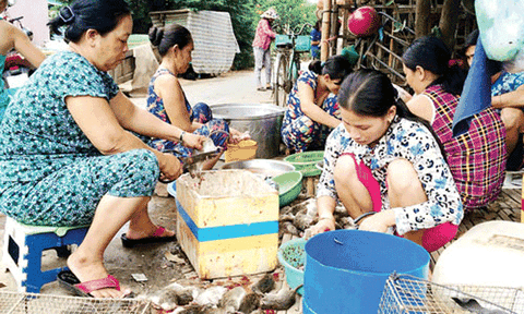 Miền Tây, mưu sinh mùa lũ cạn