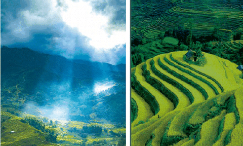 Mùa vàng trên những thửa ruộng bậc thang