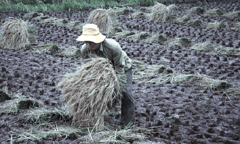 Chạy đua với bão số 7, nông dân Nam Định ra đồng gặt lúa ban đêm