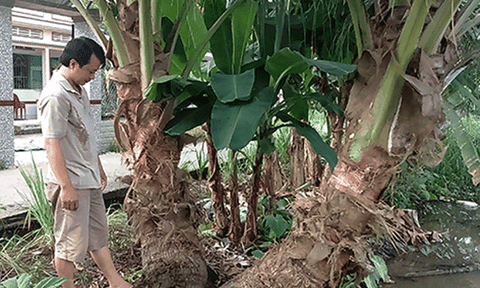  Hậu Giang: Cây dừa... 2 ngọn