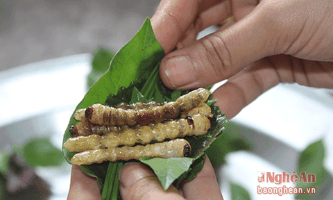 Kỳ quái món ăn từ sâu đục thân
