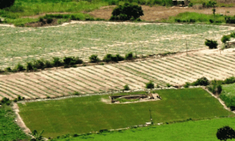 Dân Khánh Hòa hốt bạc nhờ trồng tỏi Lý Sơn 