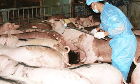 Chất tạo nạc mới có khả năng gây ung thư