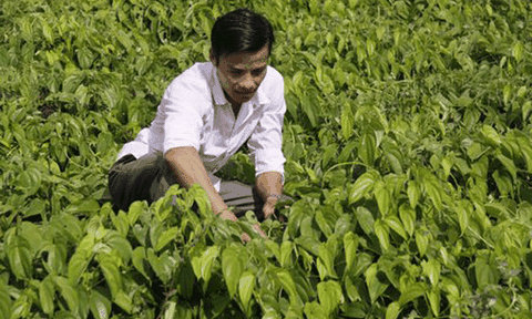 "Cánh đồng mẫu khoai mỡ" đạt lợi nhuận 100 triệu đồng