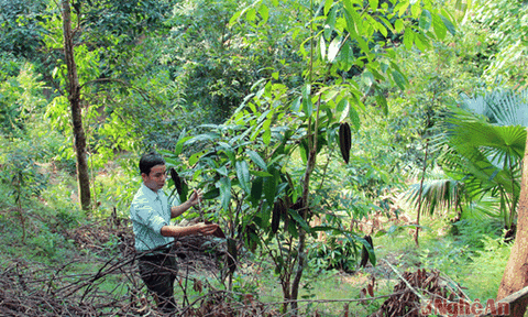Trồng 'tắp quái' hái ra vàng