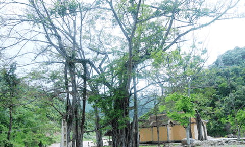 Độc đáo quần thể cây đa ở đền thờ người anh hùng diệt rồng