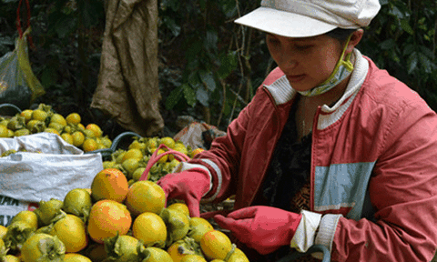 Nguy cơ xóa sổ đặc sản trái hồng Đà Lạt vì thông tin thất thiệt