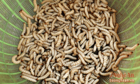 Săn 'bùa ngải' đưa lên bàn ăn ở miền Tây Nghệ An