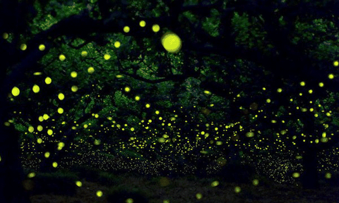 Lập lòe đom đóm tuổi thơ