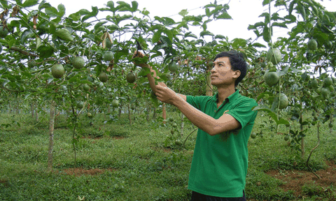 Chanh leo “leo” núi