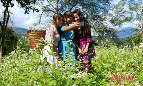 Hoa tam giác mạch rực rỡ ở miền Tây xứ Nghệ