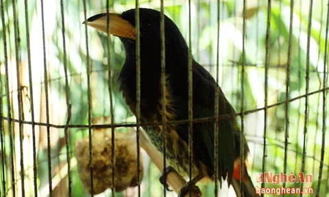 Chim &#39;cậu&#39; - giống chim quý của người Mông xứ Nghệ