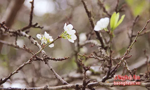 Sắc hoa mùa thu ở cổng trời Mường Lống