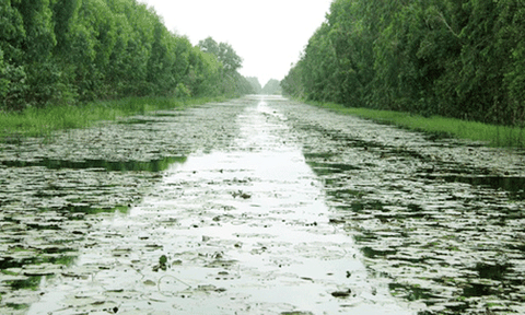 Láng sen (Long An): Từ khu bảo tồn đất ngập nước đến Công ước Ramsar