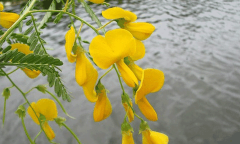 Vàng bông điên điển