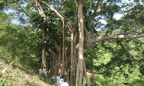 Phát hiện cây đa cổ thụ ngàn năm tuổi ở Quảng Nam