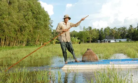 Nghề đẩy côn bắt cá lóc ở miền Tây