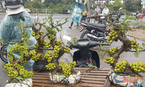 Cẩn thận với cây cảnh giả