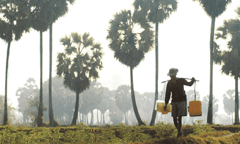 Cây thốt nốt Nam Bộ