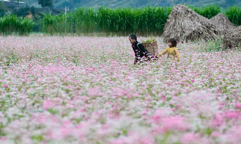  Điểm đến ngập tràn sắc hoa trong tháng 11