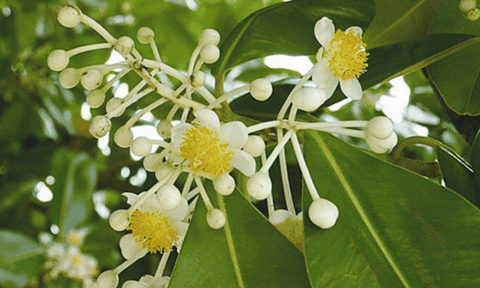 Nhớ hoài những trái mù u