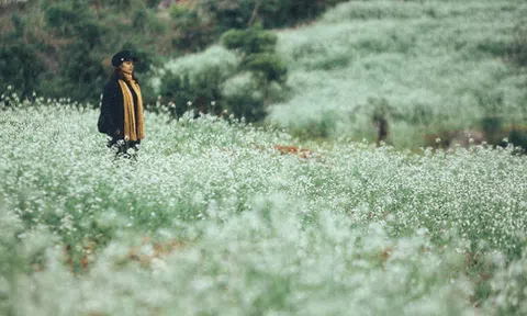 Tháng 11 rong ruổi ba miền ngắm những cánh đồng hoa tuyệt đẹp 