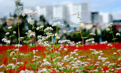 Hoa Tam giác mạch nở giữa lòng Đà Lạt