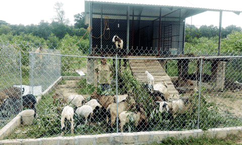 Xã Lăng Thành: Nhân rộng mô hình trang trại, gia trại