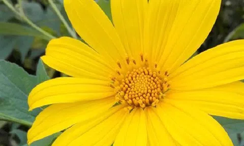  Hoa dã quỳ - hoa của tình yêu bất diệt 