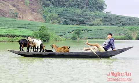 Thú vị: Dê đi thuyền ra đảo chè