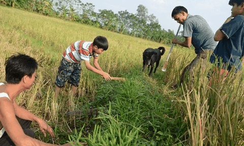 Rộn ràng mùa săn chuột đồng