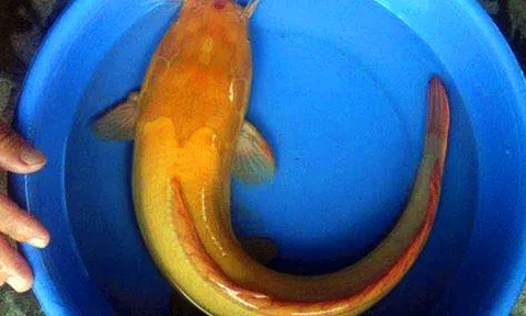  Bắt được cá trê vàng nặng gần 1 kg 