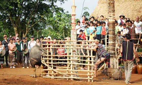 Không tổ chức nghi thức đâm trâu trong các lễ hội truyền thống