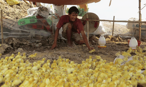 Bức tranh nông nghiệp Đồng Tháp có nhiều điểm sáng