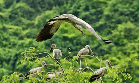 Bình Châu, khu bảo tồn thiên nhiên của Bà Rịa - Vũng Tàu