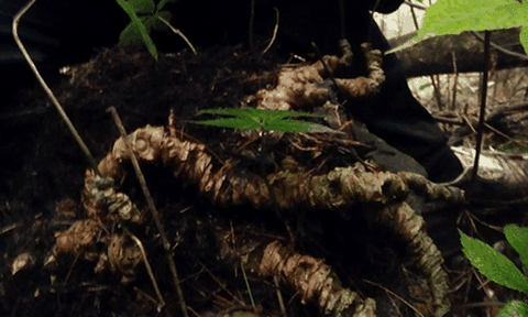 Quảng Nam sẽ tổ chức lễ hội Sâm Ngọc Linh