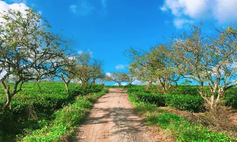 Tháng 11, xách va li lên và đi Mộc Châu thôi! 