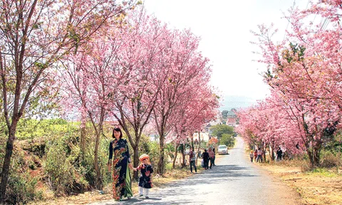 Hoa đào năm ấy… vào hội