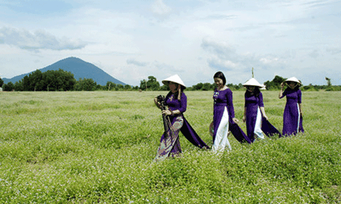 Bất ngờ với đồng hoa dại giữa lòng TP Tây Ninh