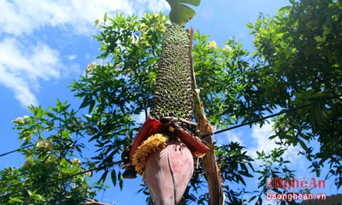 Buồng chuối hơn trăm nải vẫn tiếp tục trổ hoa, ra quả