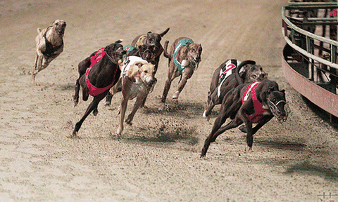 “Đua chó” - môn giải trí độc đáo ở Vũng Tàu