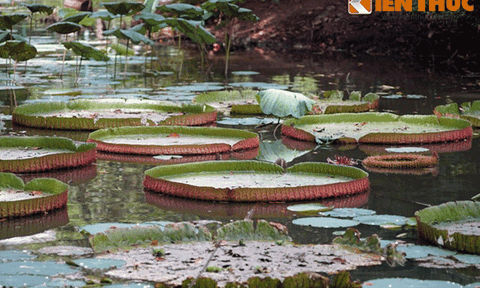 Chiêm ngưỡng loài sen khổng lồ nổi tiếng thế giới giữa Sài Gòn 
