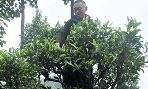 Chè Lũng Phìn cần được bảo tồn