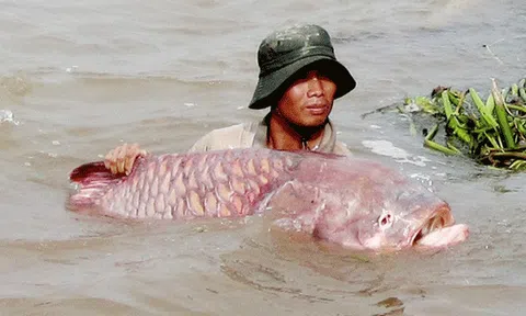 Cá hô - 'một con cá bằng mấy cây vàng' và những câu chuyện ly kỳ...