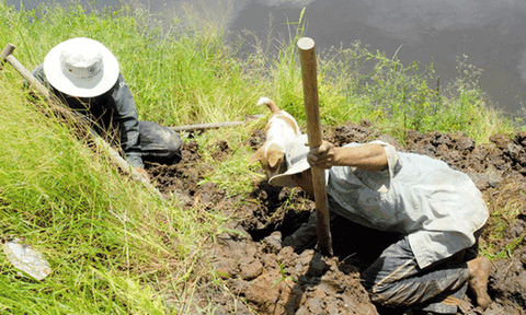 Về miền Tây xem chó săn chuột đồng mùa nước nổi