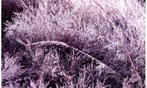 Cỏ Hồng Đà Lạt