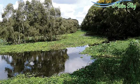 An Giang: Bảo tồn và phát triển rừng tràm Trà Sư