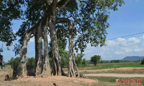 16 cây cổ thụ ở Yên Thành được công nhận di sản lịch sử văn hóa