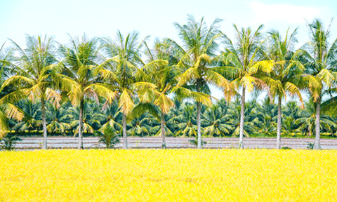 Nhớ ai câu hát xứ Dừa