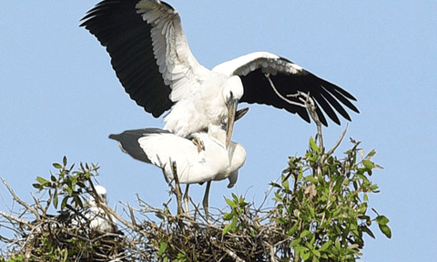 Cò ốc mùa sinh sản